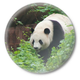 Значок с принтом Панда в лесу в Белгороде,  металл | круглая форма, металлическая застежка в виде булавки | Тематика изображения на принте: животные | лес | медведь | медвежонок | панда | природа