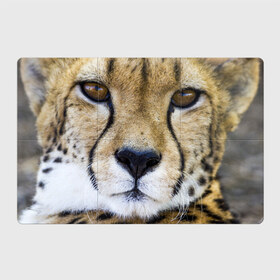 Магнитный плакат 3Х2 с принтом Гепард в Белгороде, Полимерный материал с магнитным слоем | 6 деталей размером 9*9 см | Тематика изображения на принте: амурский | гепард | животные | зверь | киса | кот | котенок | кошка | лев | леопард | пума | рысь | серый | тигр | тигренок | хищник