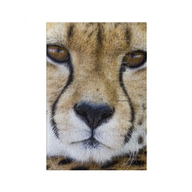 Обложка для паспорта матовая кожа с принтом Гепард в Белгороде, натуральная матовая кожа | размер 19,3 х 13,7 см; прозрачные пластиковые крепления | Тематика изображения на принте: амурский | гепард | животные | зверь | киса | кот | котенок | кошка | лев | леопард | пума | рысь | серый | тигр | тигренок | хищник