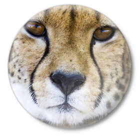 Значок с принтом Гепард в Белгороде,  металл | круглая форма, металлическая застежка в виде булавки | амурский | гепард | животные | зверь | киса | кот | котенок | кошка | лев | леопард | пума | рысь | серый | тигр | тигренок | хищник