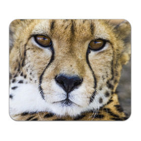 Коврик прямоугольный с принтом Гепард в Белгороде, натуральный каучук | размер 230 х 185 мм; запечатка лицевой стороны | Тематика изображения на принте: амурский | гепард | животные | зверь | киса | кот | котенок | кошка | лев | леопард | пума | рысь | серый | тигр | тигренок | хищник