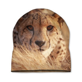 Шапка 3D с принтом Гепард в Белгороде, 100% полиэстер | универсальный размер, печать по всей поверхности изделия | амурский | гепард | животные | зверь | киса | кот | котенок | кошка | лев | леопард | пума | рысь | серый | тигр | тигренок | хищник