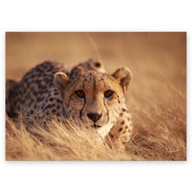 Поздравительная открытка с принтом Гепард в Белгороде, 100% бумага | плотность бумаги 280 г/м2, матовая, на обратной стороне линовка и место для марки
 | амурский | гепард | животные | зверь | киса | кот | котенок | кошка | лев | леопард | пума | рысь | серый | тигр | тигренок | хищник