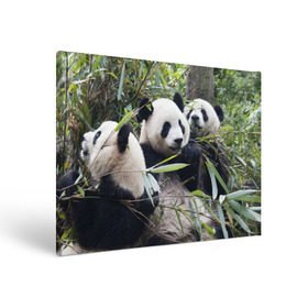 Холст прямоугольный с принтом Семейка панд в Белгороде, 100% ПВХ |  | Тематика изображения на принте: бамбук | животное | зверь | косолапый | лес | медведи | медведь | миша | мишка | мишутка | млекопитающее | панда | природа | трое