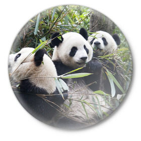 Значок с принтом Семейка панд в Белгороде,  металл | круглая форма, металлическая застежка в виде булавки | Тематика изображения на принте: бамбук | животное | зверь | косолапый | лес | медведи | медведь | миша | мишка | мишутка | млекопитающее | панда | природа | трое
