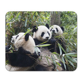 Коврик прямоугольный с принтом Семейка панд в Белгороде, натуральный каучук | размер 230 х 185 мм; запечатка лицевой стороны | бамбук | животное | зверь | косолапый | лес | медведи | медведь | миша | мишка | мишутка | млекопитающее | панда | природа | трое