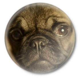 Значок с принтом Мопс в Белгороде,  металл | круглая форма, металлическая застежка в виде булавки | бульдог | мопс | мопсик | мопсы | пес | песик | песики | собака | собаки | собачка