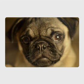 Магнитный плакат 3Х2 с принтом Мопс в Белгороде, Полимерный материал с магнитным слоем | 6 деталей размером 9*9 см | Тематика изображения на принте: бульдог | мопс | мопсик | мопсы | пес | песик | песики | собака | собаки | собачка