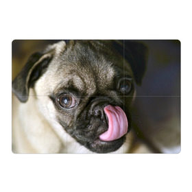 Магнитный плакат 3Х2 с принтом Мопс в Белгороде, Полимерный материал с магнитным слоем | 6 деталей размером 9*9 см | бульдог | мопс | мопсик | мопсы | пес | песик | песики | собака | собаки | собачка