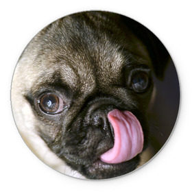 Коврик круглый с принтом Мопс в Белгороде, резина и полиэстер | круглая форма, изображение наносится на всю лицевую часть | бульдог | мопс | мопсик | мопсы | пес | песик | песики | собака | собаки | собачка