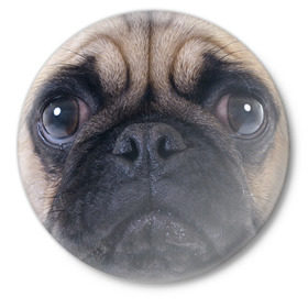 Значок с принтом Мопс в Белгороде,  металл | круглая форма, металлическая застежка в виде булавки | бульдог | мопс | мопсик | мопсы | пес | песик | песики | собака | собаки | собачка