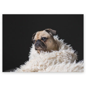 Поздравительная открытка с принтом Мопс в Белгороде, 100% бумага | плотность бумаги 280 г/м2, матовая, на обратной стороне линовка и место для марки
 | бульдог | мопс | мопсик | мопсы | пес | песик | песики | собака | собаки | собачка