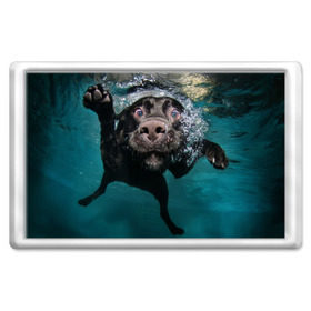 Магнит 45*70 с принтом Пес дайвер в Белгороде, Пластик | Размер: 78*52 мм; Размер печати: 70*45 | вода | гребет | дайвер | животное | купается | лапы | нос | пес | плавец | плывет | под водой | прикольный | пузыри | смешной | собака | щенок