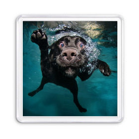 Магнит 55*55 с принтом Пес дайвер в Белгороде, Пластик | Размер: 65*65 мм; Размер печати: 55*55 мм | вода | гребет | дайвер | животное | купается | лапы | нос | пес | плавец | плывет | под водой | прикольный | пузыри | смешной | собака | щенок