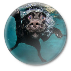 Значок с принтом Пес дайвер в Белгороде,  металл | круглая форма, металлическая застежка в виде булавки | вода | гребет | дайвер | животное | купается | лапы | нос | пес | плавец | плывет | под водой | прикольный | пузыри | смешной | собака | щенок