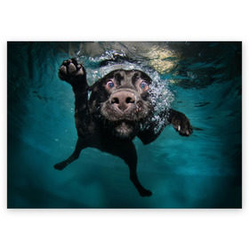 Поздравительная открытка с принтом Пес дайвер в Белгороде, 100% бумага | плотность бумаги 280 г/м2, матовая, на обратной стороне линовка и место для марки
 | вода | гребет | дайвер | животное | купается | лапы | нос | пес | плавец | плывет | под водой | прикольный | пузыри | смешной | собака | щенок