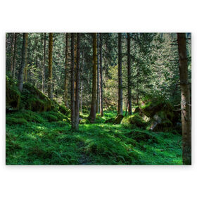 Поздравительная открытка с принтом Темный лес в Белгороде, 100% бумага | плотность бумаги 280 г/м2, матовая, на обратной стороне линовка и место для марки
 | бор | деревья | ель | ельник | заповедник | камни | красивый | лес | лето | мох | мрачный | прекрасный | природа | флора | чудесный