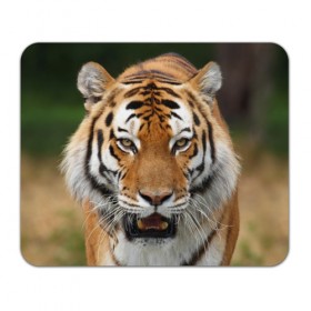 Коврик прямоугольный с принтом Тигр в Белгороде, натуральный каучук | размер 230 х 185 мм; запечатка лицевой стороны | Тематика изображения на принте: дикая кошка | клыки | кошка | пасть | сафари | тигр | хищник