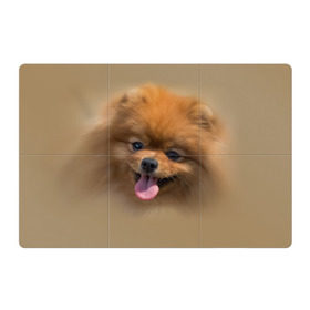Магнитный плакат 3Х2 с принтом Шпиц в Белгороде, Полимерный материал с магнитным слоем | 6 деталей размером 9*9 см | shpic | животные | мордочка | пёс | рыжий | собака | собачка | язык