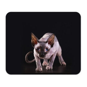 Коврик прямоугольный с принтом сфинкс в Белгороде, натуральный каучук | размер 230 х 185 мм; запечатка лицевой стороны | cat | голубые глаза | кот | котик | котэ | кошка | сфинкс | черный