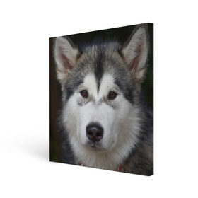 Холст квадратный с принтом Хаски в Белгороде, 100% ПВХ |  | Тематика изображения на принте: волк | маламут | собака | хаски | щенок