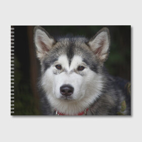 Альбом для рисования с принтом Хаски в Белгороде, 100% бумага
 | матовая бумага, плотность 200 мг. | волк | маламут | собака | хаски | щенок
