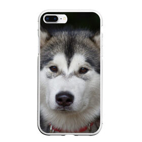 Чехол для iPhone 7Plus/8 Plus матовый с принтом Хаски в Белгороде, Силикон | Область печати: задняя сторона чехла, без боковых панелей | волк | маламут | собака | хаски | щенок
