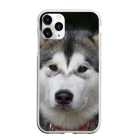 Чехол для iPhone 11 Pro матовый с принтом Хаски в Белгороде, Силикон |  | волк | маламут | собака | хаски | щенок