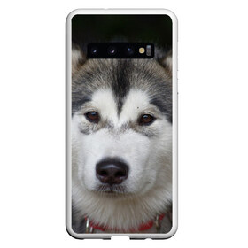 Чехол для Samsung Galaxy S10 с принтом Хаски в Белгороде, Силикон | Область печати: задняя сторона чехла, без боковых панелей | Тематика изображения на принте: волк | маламут | собака | хаски | щенок