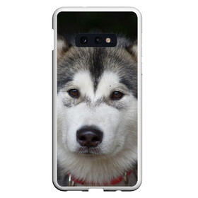 Чехол для Samsung S10E с принтом Хаски в Белгороде, Силикон | Область печати: задняя сторона чехла, без боковых панелей | волк | маламут | собака | хаски | щенок