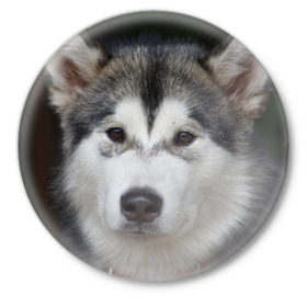 Значок с принтом Хаски в Белгороде,  металл | круглая форма, металлическая застежка в виде булавки | волк | маламут | собака | хаски | щенок