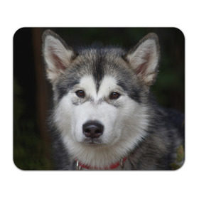 Коврик прямоугольный с принтом Хаски в Белгороде, натуральный каучук | размер 230 х 185 мм; запечатка лицевой стороны | волк | маламут | собака | хаски | щенок