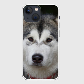Чехол для iPhone 13 mini с принтом Хаски в Белгороде,  |  | волк | маламут | собака | хаски | щенок