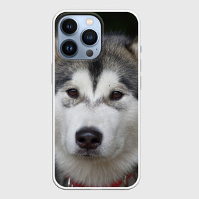 Чехол для iPhone 13 Pro с принтом Хаски в Белгороде,  |  | волк | маламут | собака | хаски | щенок