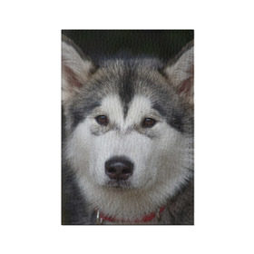Обложка для паспорта матовая кожа с принтом Хаски в Белгороде, натуральная матовая кожа | размер 19,3 х 13,7 см; прозрачные пластиковые крепления | волк | маламут | собака | хаски | щенок