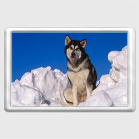 Магнит 45*70 с принтом Аляскинский маламут в Белгороде, Пластик | Размер: 78*52 мм; Размер печати: 70*45 | Тематика изображения на принте: аляска | горы | друг человека | животное | зима | красивая | ласка | пес | полярный круг | породистая собака | породы | северный полюс | снег | хаски | щенок