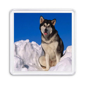 Магнит 55*55 с принтом Аляскинский маламут в Белгороде, Пластик | Размер: 65*65 мм; Размер печати: 55*55 мм | Тематика изображения на принте: аляска | горы | друг человека | животное | зима | красивая | ласка | пес | полярный круг | породистая собака | породы | северный полюс | снег | хаски | щенок