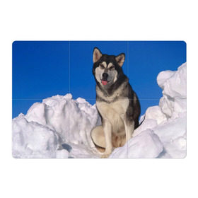 Магнитный плакат 3Х2 с принтом Аляскинский маламут в Белгороде, Полимерный материал с магнитным слоем | 6 деталей размером 9*9 см | Тематика изображения на принте: аляска | горы | друг человека | животное | зима | красивая | ласка | пес | полярный круг | породистая собака | породы | северный полюс | снег | хаски | щенок