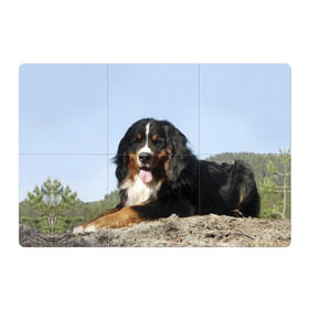 Магнитный плакат 3Х2 с принтом Бернский зенненхунд в Белгороде, Полимерный материал с магнитным слоем | 6 деталей размером 9*9 см | голубое небо | друг человека | животное | красивая | милая | овчарка | пес | породистая собака | породы | прикольная | природа | рыжий | черный | щенок