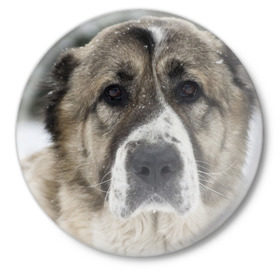 Значок с принтом САО (алабай) в Белгороде,  металл | круглая форма, металлическая застежка в виде булавки | большая огромная | грозная | добрая | друг человека | животное | красивая | милая | пес | породистая собака | породы | прикольная | сао алабай | щенок