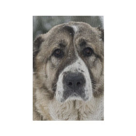 Обложка для паспорта матовая кожа с принтом САО (алабай) в Белгороде, натуральная матовая кожа | размер 19,3 х 13,7 см; прозрачные пластиковые крепления | большая огромная | грозная | добрая | друг человека | животное | красивая | милая | пес | породистая собака | породы | прикольная | сао алабай | щенок