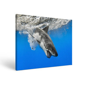 Холст прямоугольный с принтом Акула в Белгороде, 100% ПВХ |  | shark | море | синий | челюсти