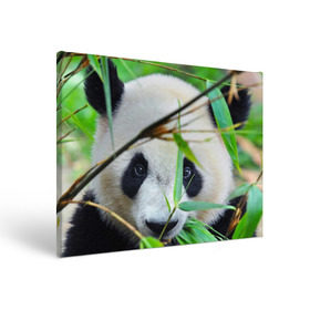Холст прямоугольный с принтом Панда в лесу в Белгороде, 100% ПВХ |  | Тематика изображения на принте: бамбук | животное | медведь