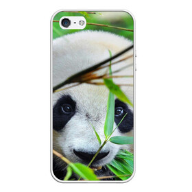 Чехол для iPhone 5/5S матовый с принтом Панда в лесу в Белгороде, Силикон | Область печати: задняя сторона чехла, без боковых панелей | бамбук | животное | медведь