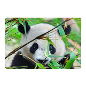 Магнитный плакат 3Х2 с принтом Панда в лесу в Белгороде, Полимерный материал с магнитным слоем | 6 деталей размером 9*9 см | Тематика изображения на принте: бамбук | животное | медведь