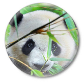 Значок с принтом Панда в лесу в Белгороде,  металл | круглая форма, металлическая застежка в виде булавки | Тематика изображения на принте: бамбук | животное | медведь