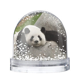 Снежный шар с принтом Панда на камушке в Белгороде, Пластик | Изображение внутри шара печатается на глянцевой фотобумаге с двух сторон | бамбук | животное | медведь