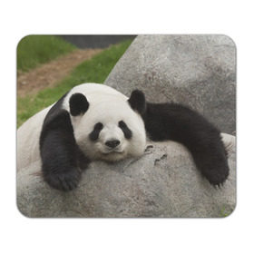 Коврик прямоугольный с принтом Панда на камушке в Белгороде, натуральный каучук | размер 230 х 185 мм; запечатка лицевой стороны | бамбук | животное | медведь