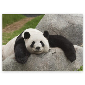 Поздравительная открытка с принтом Панда на камушке в Белгороде, 100% бумага | плотность бумаги 280 г/м2, матовая, на обратной стороне линовка и место для марки
 | бамбук | животное | медведь