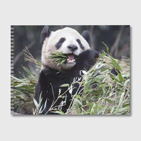 Альбом для рисования с принтом Панда кушает в Белгороде, 100% бумага
 | матовая бумага, плотность 200 мг. | бамбук | животное | медведь